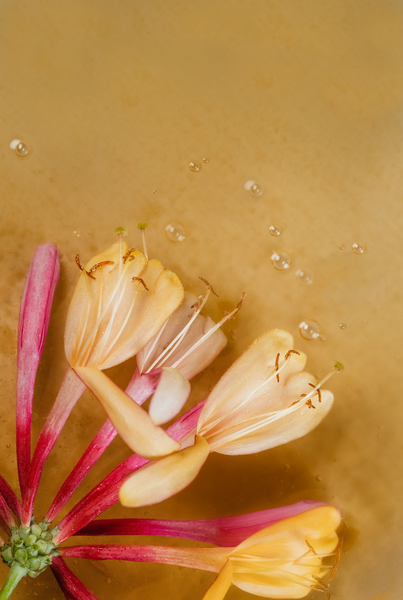 Honeysuckle by Simplicity - Pura Home Diffuser Scent Refill